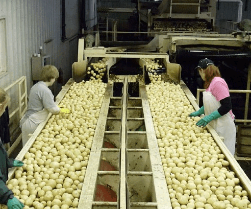 Agricultorii din Briceni se asociază pentru a atrage un investitor din Letonia