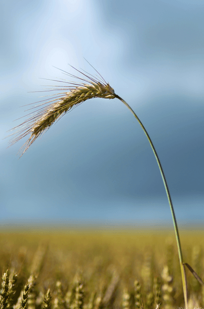 Урожай озимой пшеницы в Гагаузии и еще пяти районах превышает показатели по стране