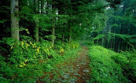 Banca Mondială a elaborat o Notă cu privire la sectorul forestier din  Moldova