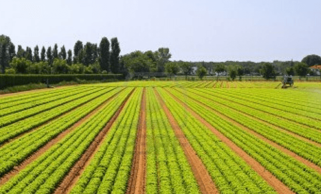 Ministerul Agriculturii va pregăti proiectul unei legi privind asigurarea în agricultură