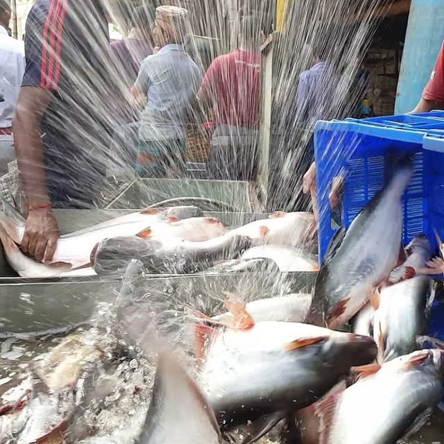 Serviciul Fiscal de Stat anunță verificări la comercianții de pește viu