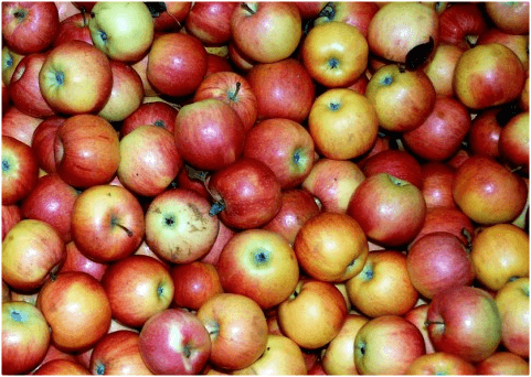 Statul va aloca până la 180 de milioane drept compensații pentru producătorii de fructe