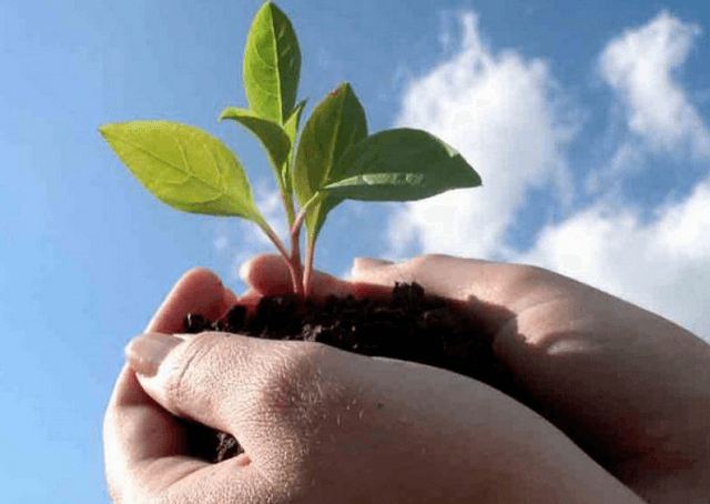 Unul din cei mai mari importatori de produse fitosanitare și fertilizanți declarat insolvabil