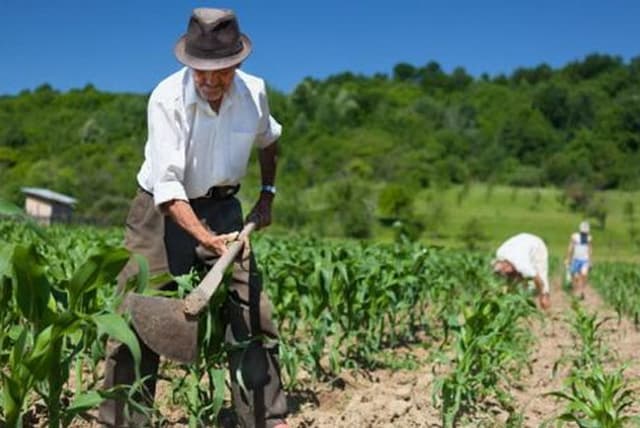 Peste o mie de producători agricoli și-au primit subvențiile restante pentru 2015