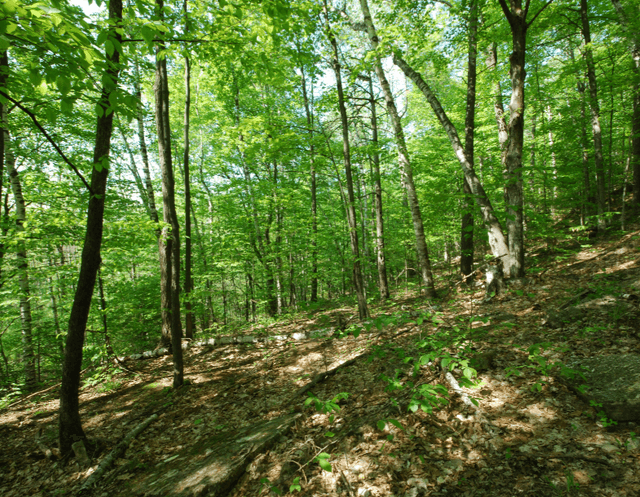 Guvernul a decis extinderea suprafețelor de păduri din contul terenurilor degradate