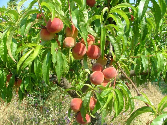 La Căuşeni piersicii se vând cu un leu. Tone de fructe ar putea fi distruse cu tractorul
