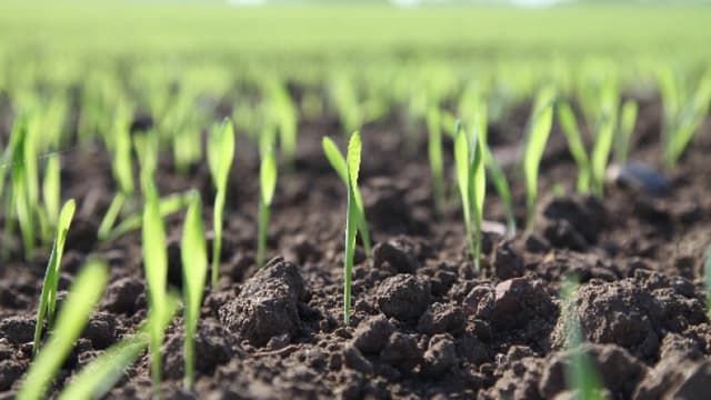 Coaliția a decis: TVA-ul în agricultură ar putea fi redus până la 8%