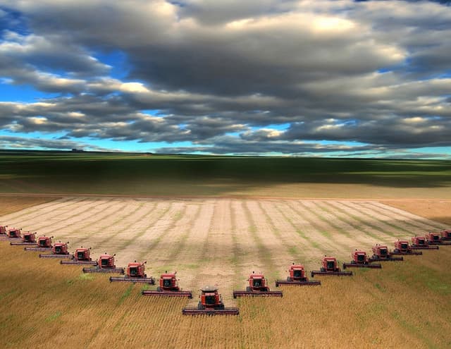 Producţia globală de grâu se menţine la nivelul record