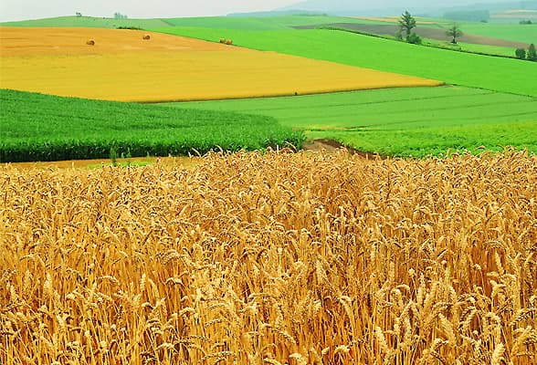 Определена самая дорогая земля сельхозназначения в Молдове