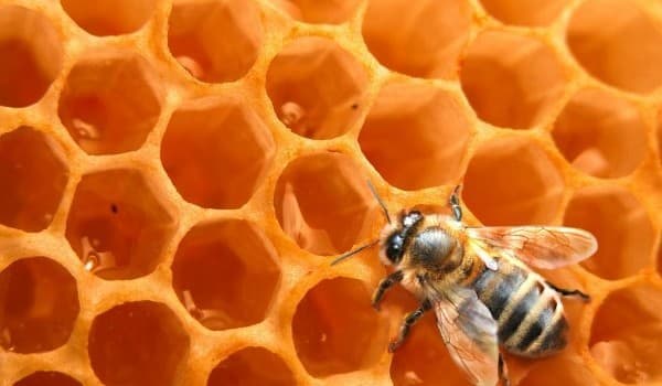 Мед в Молдове подорожает