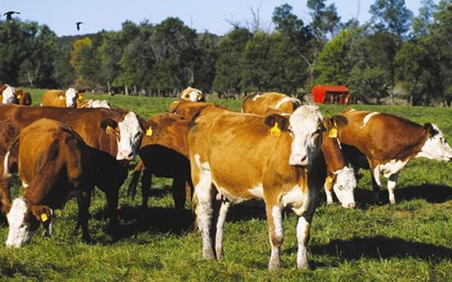 Pentru ce vor fi cheltuite cele 100 de milioane de euro oferite de Polonia