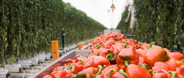 Noi grupuri de producători, beneficiari de granturi din  proiectul BM Agricultura Competitivă