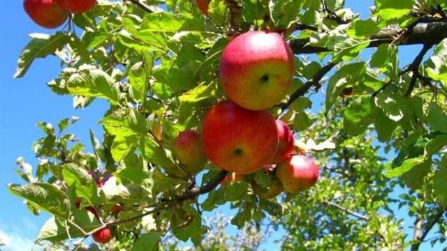 Pomicultorii moldoveni învață marketingul fructelor, lobby și advocacy de la colegii din Polonia