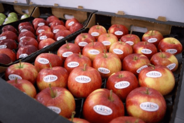 Merele moldoveneşti au ajuns în Statul Qatar