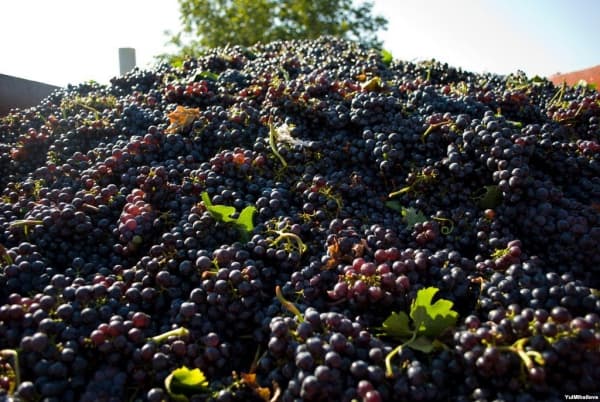 Roada de struguri de masă este cu circa 30% mai mică în acest an