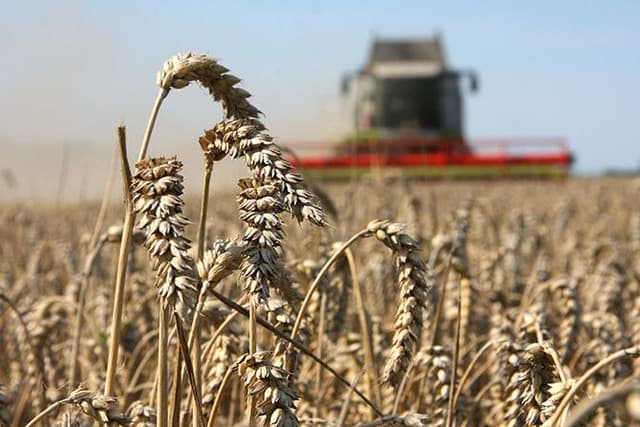 Recolta de grâu din acest an va scădea simţitor