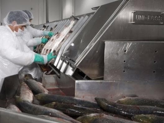 Rosselhoznadzor a permis companiei transnistrene Aquatir să exporte peşte în Rusia