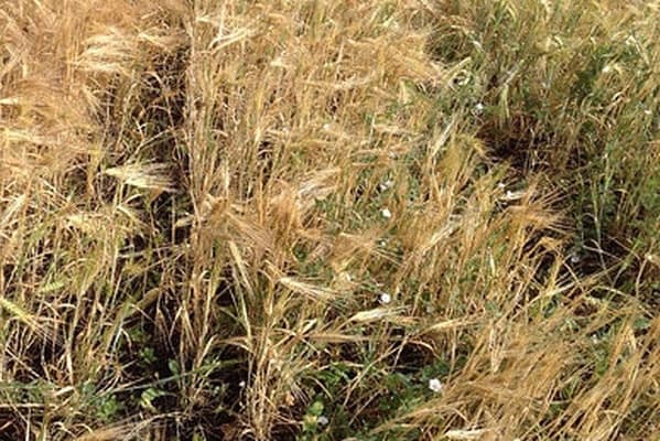 FAO поможет Молдове оценить и преодолеть последствия засухи