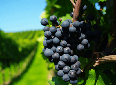 Государство Катар заинтересовано в импорте из Молдовы качественных фруктов, овощей и винограда