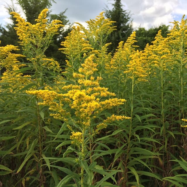 Ambrozia, motiv pentru amendă