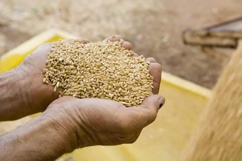 Agricultorii care au contractat credite de la bănci, vor beneficia de subvenții