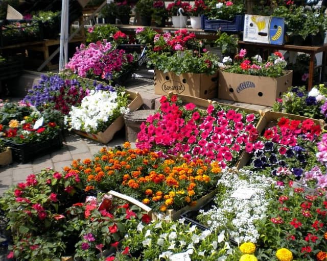 Conformarea benevolă a comercianților de flori