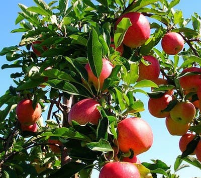 Moldova și-a majorat exportul de mere în Kazahstan de șapte ori