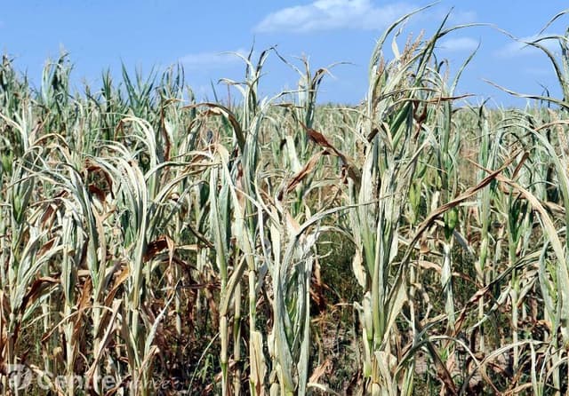 Recolta unor săteni este compromisă din cauza lipsei ploilor