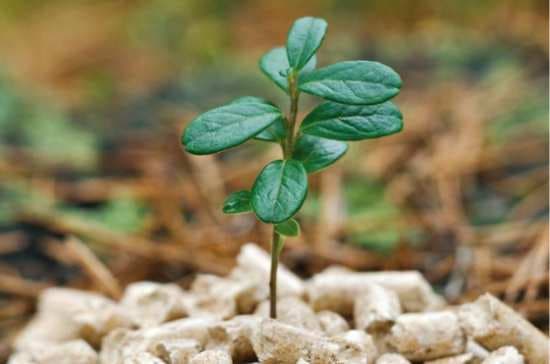 Proiectul Energie şi Biomasă 2 se lansează în regiuni