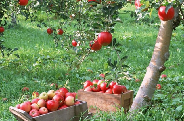 Agricultori din raionul Râşcani construiesc un frigider industrial cu sprijinul BM