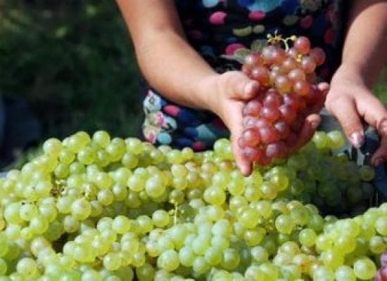 Producătorii de struguri vor primi compensaţii