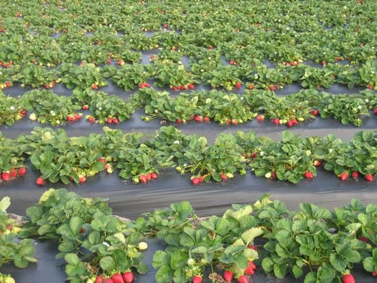 USAID предоставит гранты молдавским производителям ягод