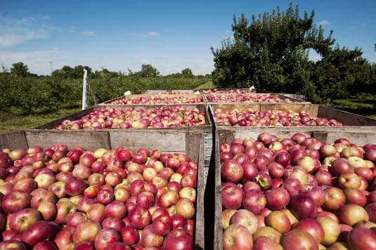 Guvernul va aproba în săptămîna aceasta modalitățile de administrare a cotelor la exportul pe piața UE