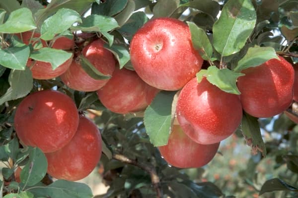 Va fi elaborat un registru al producătorilor horticoli