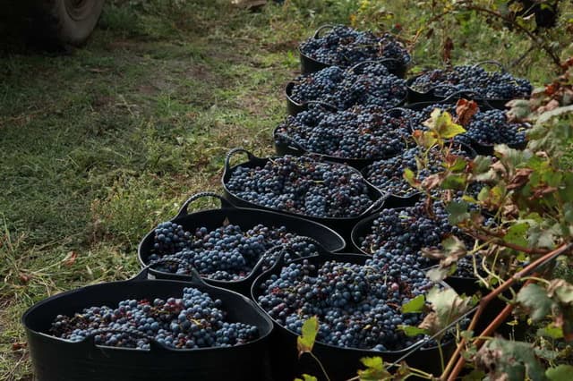Un sprijin pentru ramura vitivinicolă