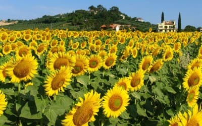 Начался сбор урожая подсолнечника