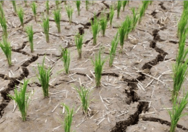 Coreea de Nord, afectată de cea mai gravă secetă din ultimul secol