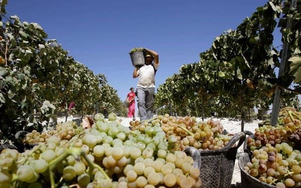 Achiziţia de la persoane fizice şi exportul de fructe şi legume în stare proaspătă au devenit mai simple