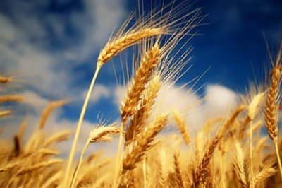 Продлен срок приема заявок от фермеров на участие в конкурсе грантов