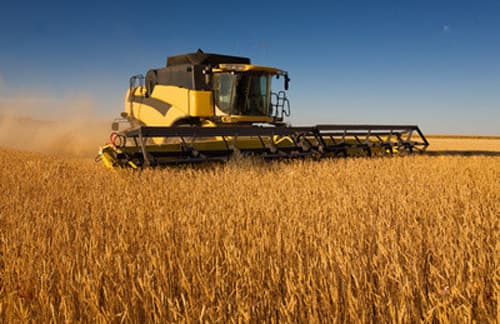 Un fermier din Floreşti a obţinut o recoltă de grîu de peste şase tone la hectar