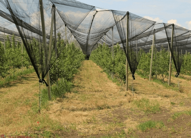 Moldovenii investesc milioane în înființarea serelor, livezilor și plantațiilor cu viță-de-vie