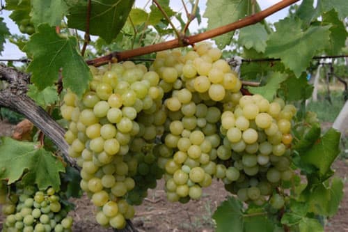 Un irakian vrea să creeze în Moldova un centru de logistică pentru colectarea strugurilor de masă