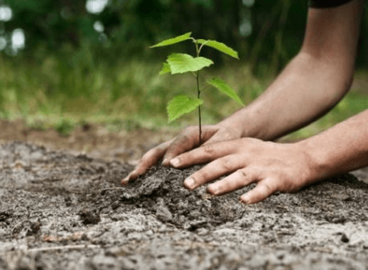 Moldsilva a reziliat contracte de arendare a pădurilor pe o suprafaţă de 8 mii de hectare