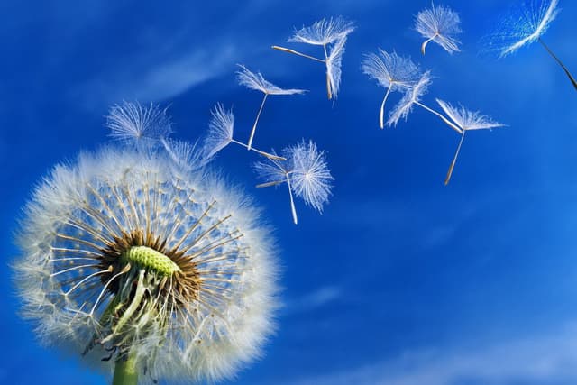 Achiziţiile publice electronice: transparenţă şi eficienţă