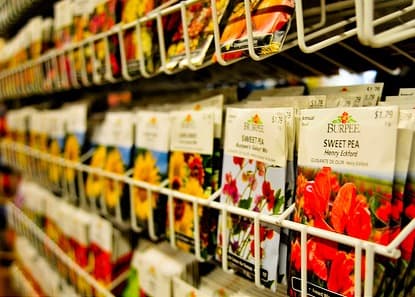 Deprecierea leului determină majorarea preţurilor pentru seminţe şi pesticide