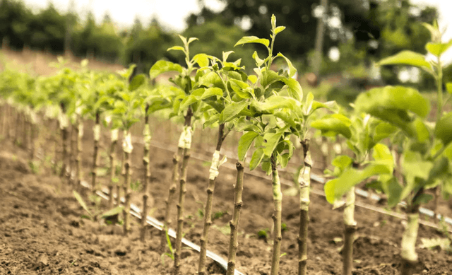 Право экспорта посадочного материала