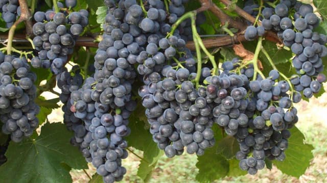 BEI alocă 10 mln euro pentru finanţarea mijloacelor circulante la procurarea strugurilor de la producătorii locali