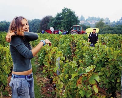 Виноградарей обяжут вносить информацию о своей продукции в винодельческий регистр