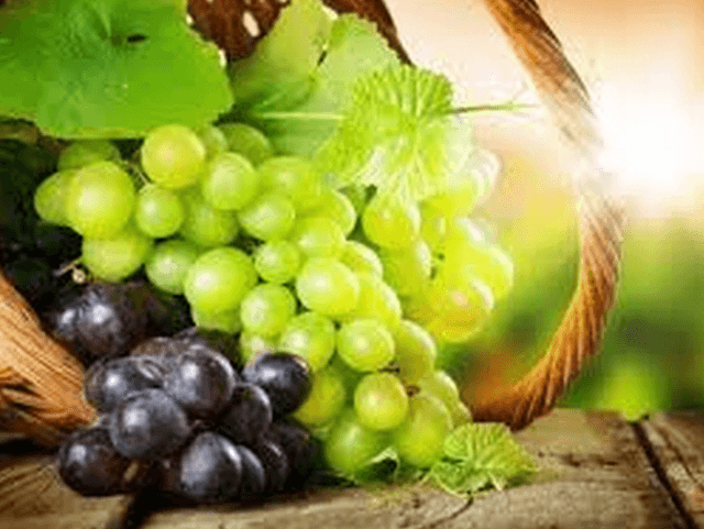 Prima casă de ambalare a strugurilor, de la Costești, dată în exploatare astăzi