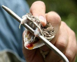 Afacere profitabilă, dar veninoasă. Cum e să crești vipere în Moldova și să faci bani din asta